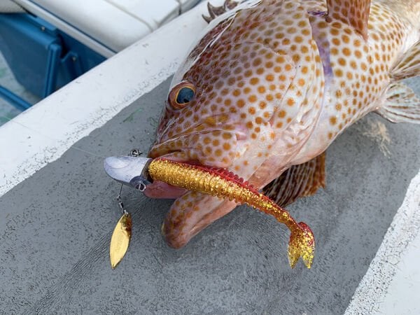 XESTA SHAD STAR SİLİKON 3.5'' 9.5CM LPW 6P