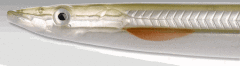 Savage gear B-SG Line Thru Sandeel 125mm 19g Sahte Balık