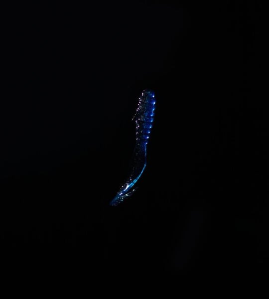 SPIINX CRAZY TAIL KUYRUK 7.5CM 10P BLUE SILVER