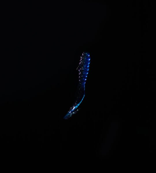 SPIINX CRAZY TAIL KUYRUK 7.5CM 10P BLUE SILVER