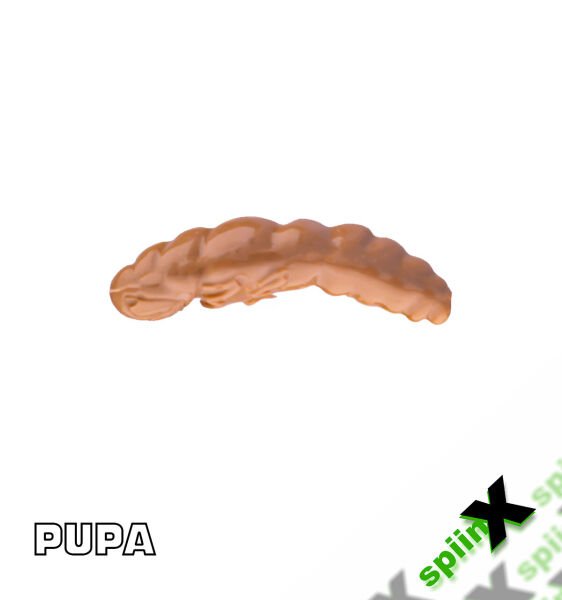 SPIINX PUPA 35MM 12P PEYNİR COFFEE 24