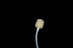 Captain 7682 Anahtarlık