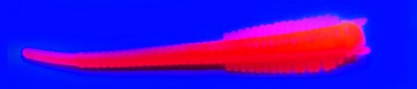 SPIINX SANDWORM SİLİKON 6CM 18P UV ORANGE